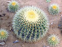 Cactus