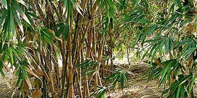 Cuidados de los bambúes