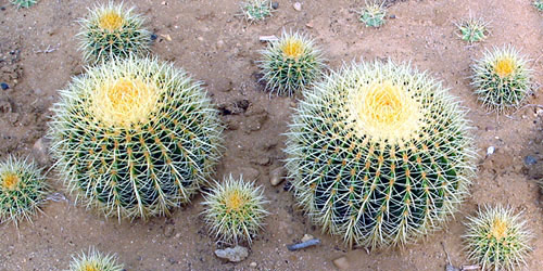 Cuidados de los cactus