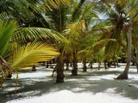 Palmeras