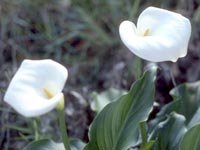 Plantas acu&aacute;ticas tropicales