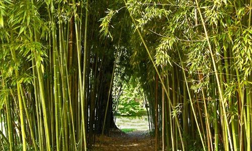 Fotos del bambú
