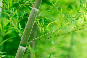 Guía práctica del bambú